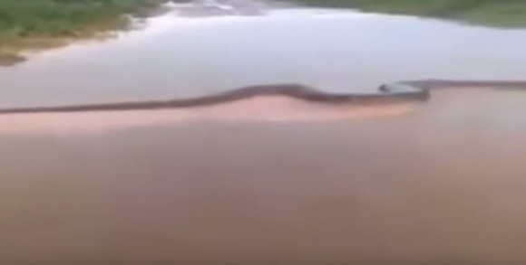 川岸から川岸まで届くレベル 体長10メートル以上と思われる巨大アナコンダ ブラジル 19年3月15日 エキサイトニュース