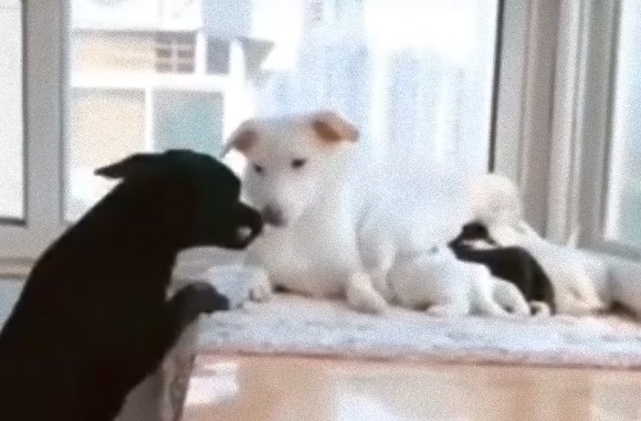 育児中の母犬をいたわる父犬 おやつを運び母犬をぎゅっとハグ 19年3月29日 エキサイトニュース