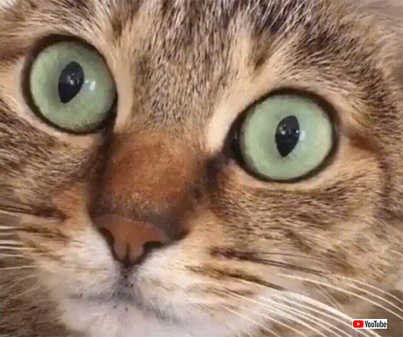 猫はしゃっくりすると瞳孔がパカッ と開く 19年4月7日 エキサイトニュース