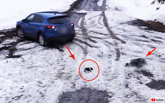 危機一髪!バック走行の車にチワワがひかれそうになるその瞬間