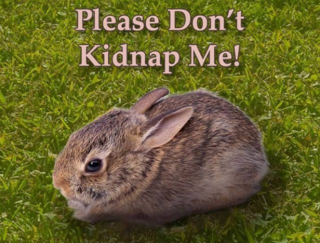 ウサギの巣を見つけたらするべきこと 春のウサギシーズンに備えよう 19年4月16日 エキサイトニュース