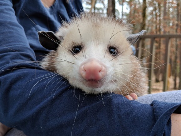 大きなネズミのようでもあり猫のようでもある。孤児となり、人間 大きなネズミのようでもあり猫のようでもある。孤児となり、人間