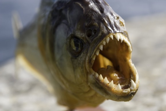 魚や水鳥が減っていると思ったら イギリスの湖でピラニアの死骸が2匹発見される 19年4月23日 エキサイトニュース