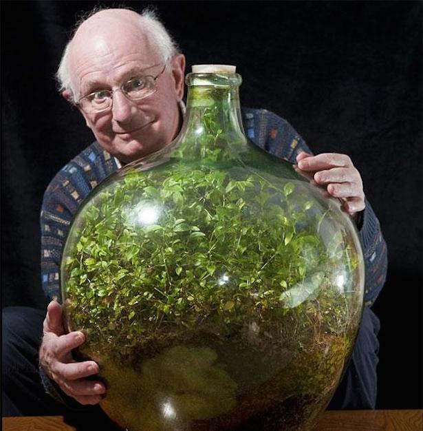蓋をした瓶の中で40年以上 青々とした葉を保ちながら生き続けているツユクサのテラリウム 19年5月3日 エキサイトニュース