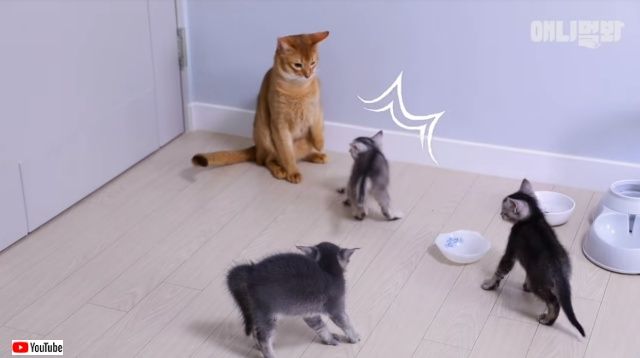 パパ猫 初めて子猫たちと会う その顛末やいかに 頑張れパパ 明日はきっと明るい未来が待っているよ 19年5月6日 エキサイトニュース