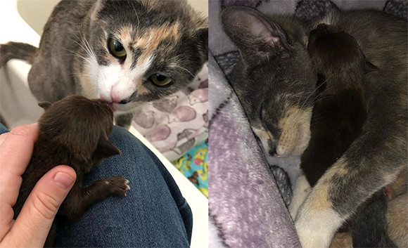 母親がいない子 まかせなさい 孤児となった子犬を 6匹の我が子猫と同様に愛し お世話をする母猫 アメリカ 19年5月9日 エキサイトニュース