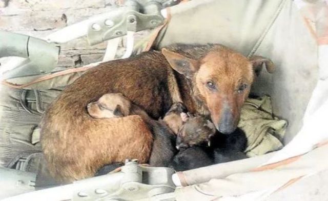 犬の母性は天井しらず 凍える夜に野良犬が抱いていたのは 自身の子犬と人間の赤ちゃんだった 19年5月日 エキサイトニュース