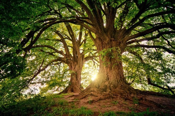 1兆00億本の木を植えることで人間が排出する二酸化炭素を10年分吸収してくれる スイス研究 19年5月21日 エキサイトニュース