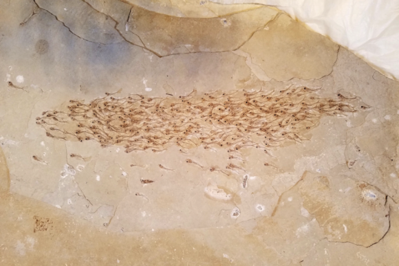 魚群リーチかな。5000万年前のすでに絶滅した魚の群れがそのまま化石の