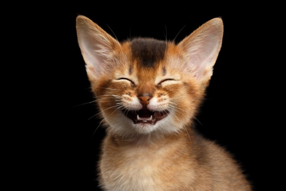 猫の鳴き声には意味がある 7種の鳴き方とその意味 19年7月12日 エキサイトニュース