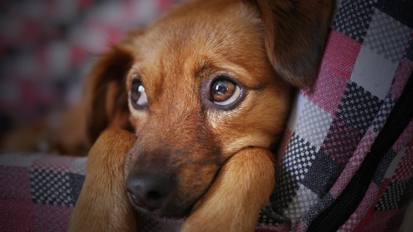 人間に気持ちを伝えたくて 犬は特別な進化で 子犬のような悲しい目 を獲得した 英 米研究 19年6月23日 エキサイトニュース