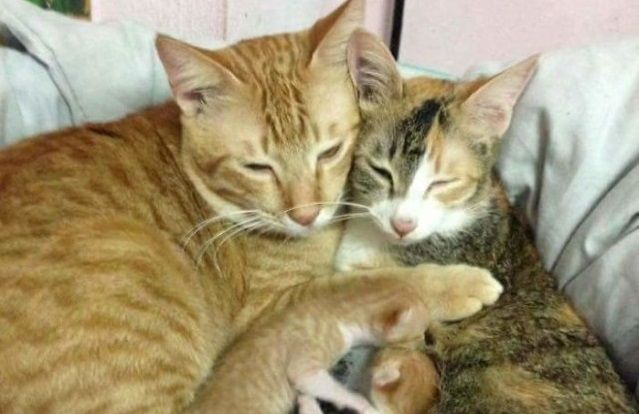 よく頑張ったニャ うれしいニャ 出産を終えた母猫と子猫たちをいたわる新米イクメン猫 19年6月25日 エキサイトニュース