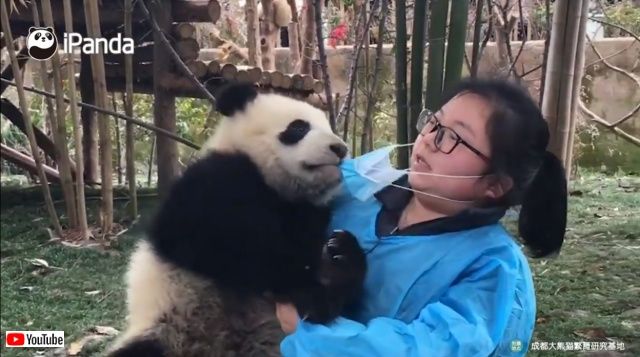 メイさん メイさん これなぁに マスクが気になる子パンダと飼育員との異種格闘戦 19年6月26日 エキサイトニュース