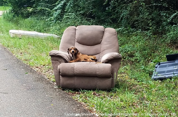 不要な家具と一緒に捨てられた子犬 廃棄されたソファの上で飼い主が戻ってくるのを待ち続ける アメリカ 19年6月30日 エキサイトニュース