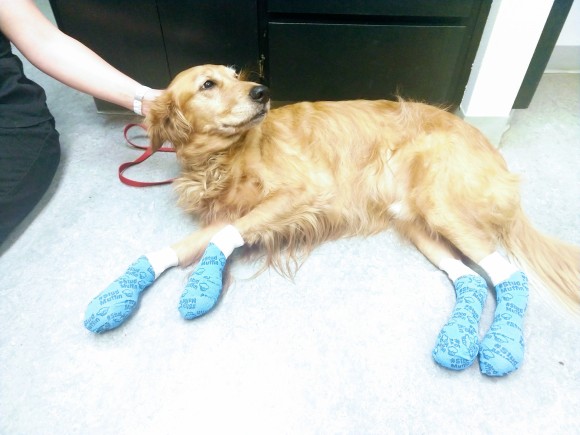暑い夏の犬の散歩は要注意 焼けただれた足の犬の写真を公開し警告を促すアメリカの獣医 火傷犬の写真あり 19年7月31日 エキサイトニュース 2 3