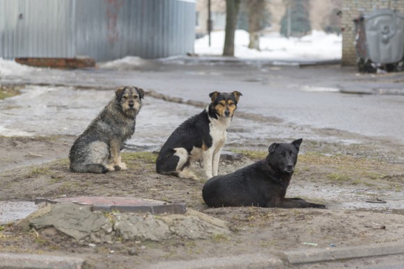 茂みに捨てられていた人間の赤ちゃんを助けが来るまで守り抜いた4匹の野良犬 インド 19年7月5日 エキサイトニュース