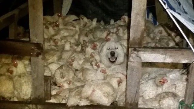 ニワトリ小屋に同系色 カモフラージュ された異種動物が入り込んだだとう ニワトリと一緒に寝ようとする犬に関しての海外の反応 19年7月7日 エキサイトニュース