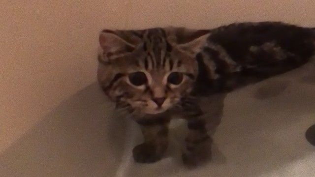 猫 お風呂に入る のコマンドを覚える お風呂上手な猫に関する海外の反応 19年7月12日 エキサイトニュース