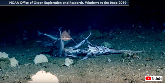 海底での弱肉強食リアル 魚の死骸をむさぼるサメの群れ そのサメを生きたまま捕食する魚 食事風景注意 19年8月1日 エキサイトニュース