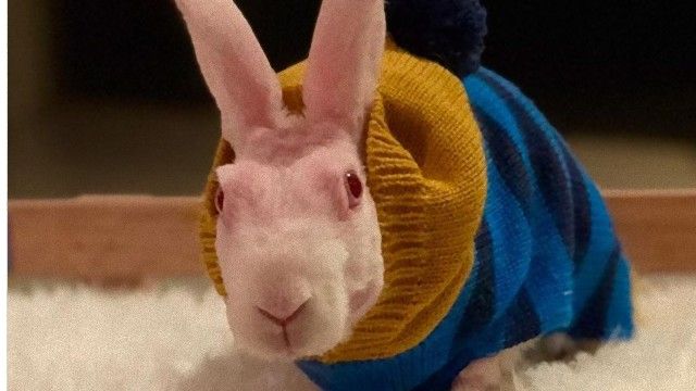 生まれた時から無毛 無毛ののウサギに手編みのセーターを 19年7月21日 エキサイトニュース