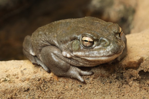 ヒキガエル ハイ ヒキガエルの分泌物を吸引すると 半数以上の人は1か月間ハッピーな気分になれる オランダ研究 19年9月4日 エキサイトニュース