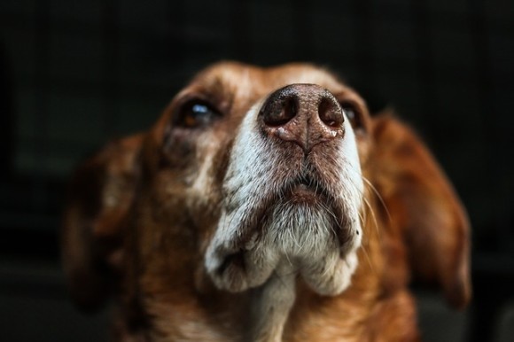 犬はニオイを嗅ぐだけで飼い主の恐怖心を感じ取ることができる イタリア研究 19年9月日 エキサイトニュース