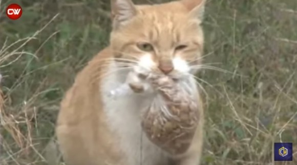 その場で餌を食べようとせず ビニール袋に入れたエサだけを持ち帰る野良猫 そこには我が子を思う母猫の愛が 19年10月6日 エキサイトニュース