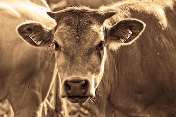 チュパカブラ キャトルミューティレーション 内蔵と血を抜かれ生殖器を切り取られた牛の死体が複数発見される アメリカ 19年10月13日 エキサイトニュース