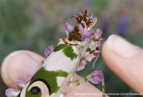 可憐な花にしか見えない 美しすぎて発見者を驚かせたハナカマキリ 南アフリカ カマキリ出演中 19年10月21日 エキサイトニュース