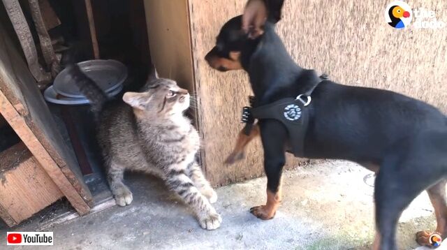 もう絶対に離れないから 子犬に拾われた野良子猫 あたたかく迎えられて家族になる 19年11月8日 エキサイトニュース