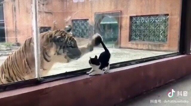 子猫とトラの間の超えられない壁 ある日動物園で1匹と1頭が出会ったのだが 19年11月14日 エキサイトニュース