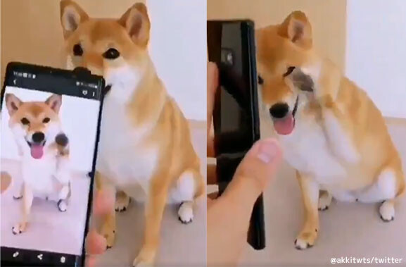 これはかわいい スマホに撮った自分のポーズと同じポーズをする犬 19年11月19日 エキサイトニュース