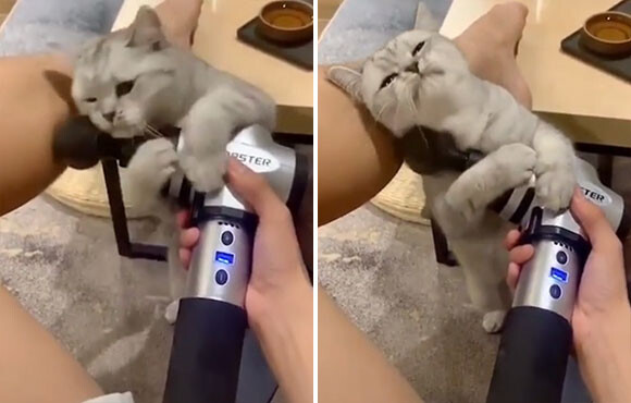 小顔効果狙い マッサージ器具を自ら顔に押し当てプルプルする猫 2019年11月25日 エキサイトニュース