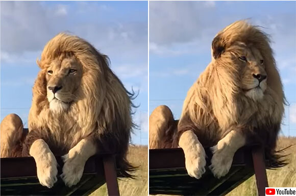 イケメンがすぎる 王者の風格とイケメンオーラを身にまとったライオンの動画 19年12月9日 エキサイトニュース