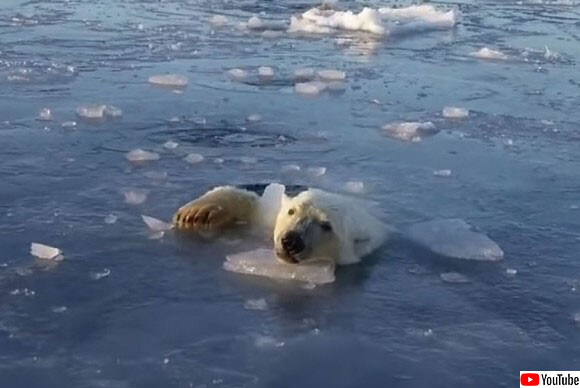 なんだ なんだなんだ ザクザクと海氷を割りながらドローンを追いかけるシロクマ 19年12月18日 エキサイトニュース