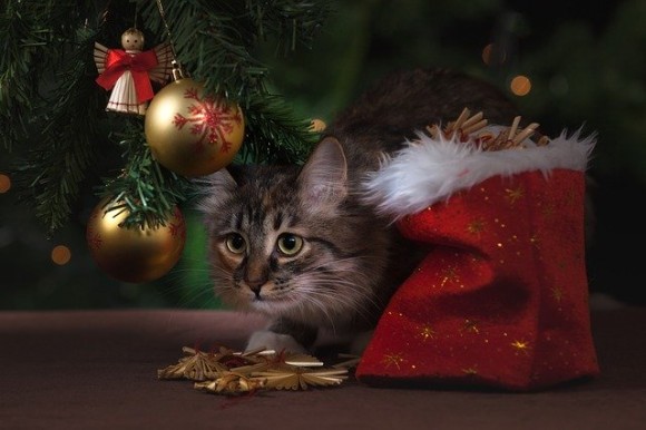 にゃんこハック 猫からクリスマスツリー守る簡単な方法 2019年12月22日 エキサイトニュース