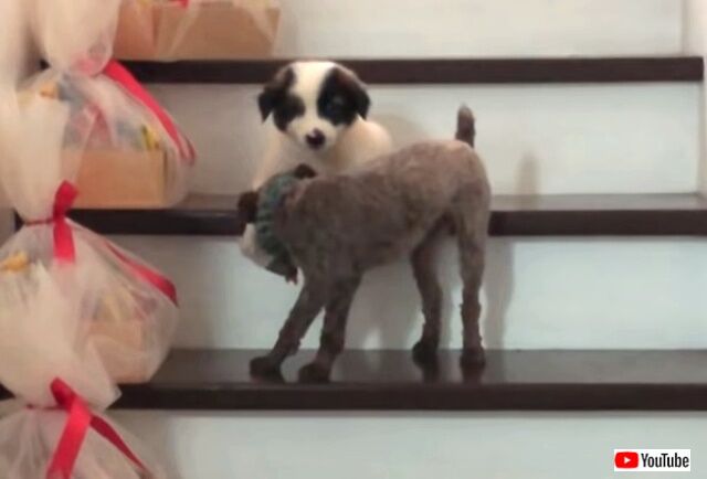 がんばって ほらもう少しよ 階段を下りられなくなった子犬を励ます姉さん犬 年1月7日 エキサイトニュース