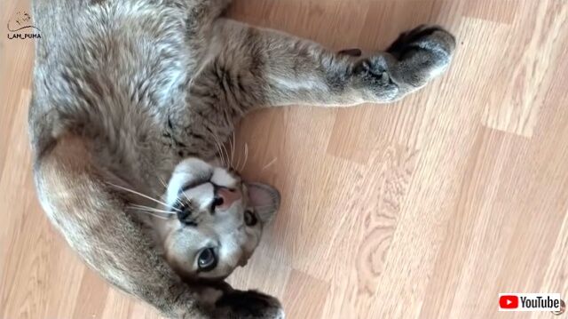 ペットのピューマはもしや子猫だったのか メッシくんのごろにゃ んが可愛すぎる件 年1月11日 エキサイトニュース