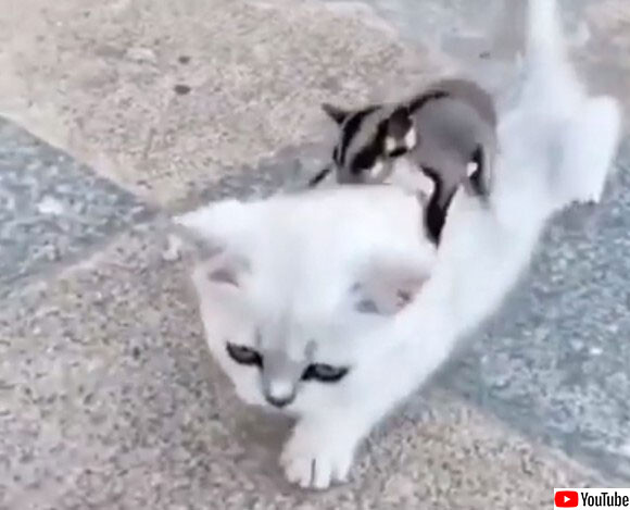 猫を調教して乗りこなしているフクロモモンガがいた 年1月13日 エキサイトニュース