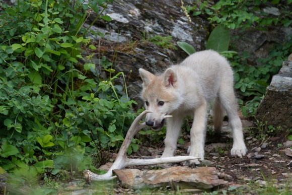 研究者もびっくり 狼の子供も犬と同じように 取ってこい 遊びができる スウェーデン研究 年1月22日 エキサイトニュース