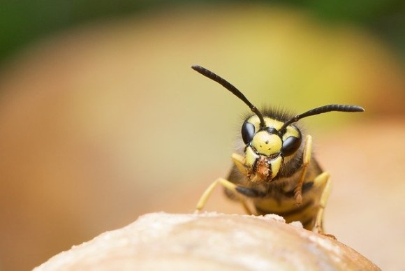 アシナガバチはお互いの顔を見分けられる 仲間とうまくやっていくため急速に顔の認識能力を進化させた 米研究 年1月30日 エキサイトニュース