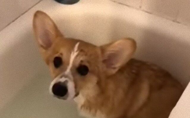 お風呂好きな犬 お湯を張っていたらちゃぷんと入り込んでいた 年2月21日 エキサイトニュース