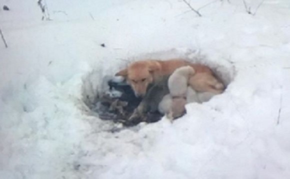 雪に穴を掘り6匹の子犬を寒さから守ろうとした母犬 アメリカ 年3月2日 エキサイトニュース