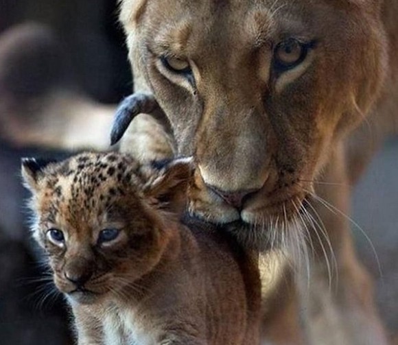 病気を抱えたヒョウの赤ちゃんを保護し養子にしたメスライオン インド 年3月6日 エキサイトニュース