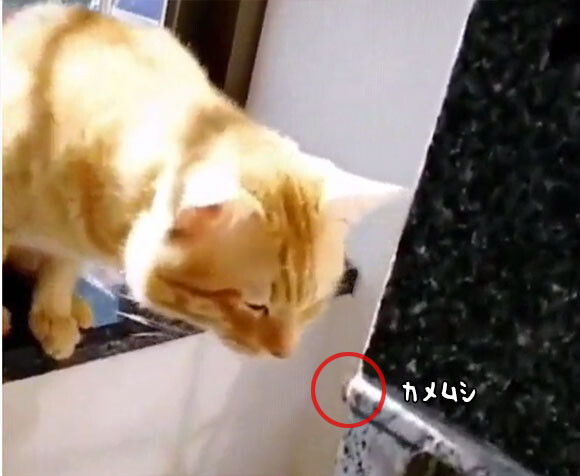 フレーメン反応ってレベルじゃない 猫がカメムシのニオイを嗅いだ瞬間の反応 年3月9日 エキサイトニュース