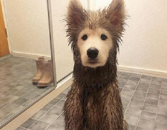 安心してください 顔はきれいですよ 散歩から戻った犬 顔以外は泥まみれだった件 フィンランド 年3月14日 エキサイトニュース