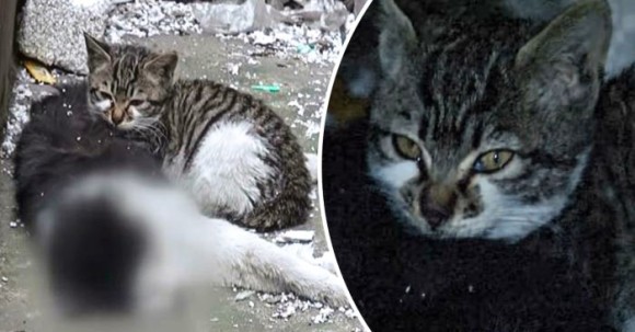 死んだ野良のオス猫に寄り添い離れようとしない子猫 このオス猫は子猫の父親代わりだった 年3月13日 エキサイトニュース