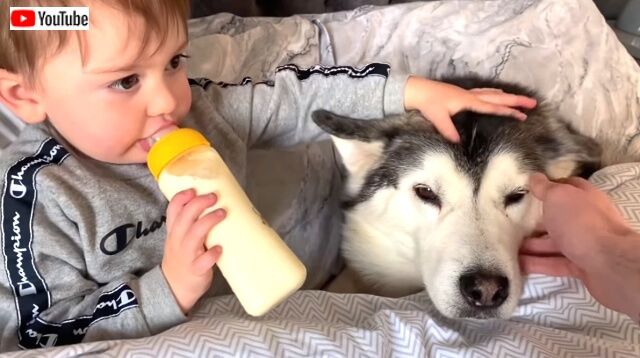 ハスキーにベッドを取られちゃった 赤ちゃんと愛犬の一緒におねむでうっとろりん 年3月30日 エキサイトニュース