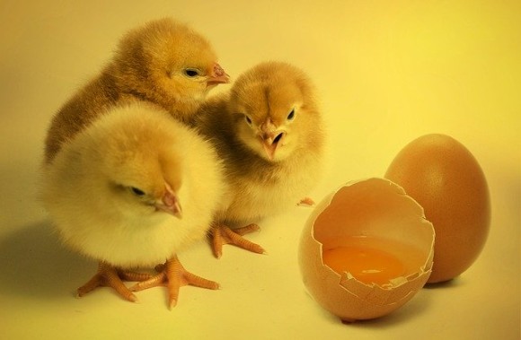 卵を産むし いざとなったら食料に 新型コロナのパニック買いでヒヨコを飼う人が続出するアメリカ 専門家が警告 年4月5日 エキサイトニュース