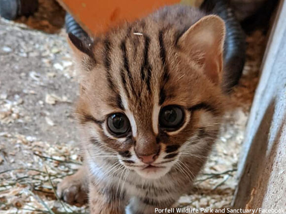 世界最小の猫種 サビイロネコ の赤ちゃんが生まれたよ イギリス 年5月7日 エキサイトニュース